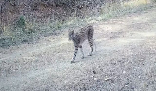 Çankırı'da 'Ormanın hayaleti' vaşak görüntülendi