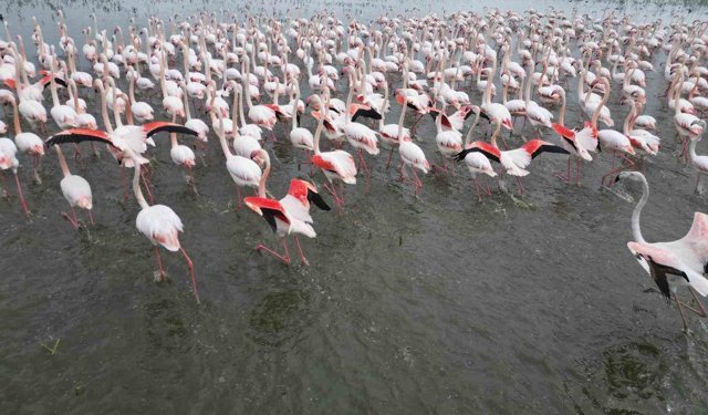 Eber Gölü'nde görsel şölen: Flamingolar renkli görüntüler oluşturdu