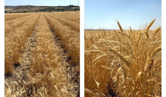 ETİ'den kurak iklim koşullarına dayanıklı yerli buğday çeşidi
