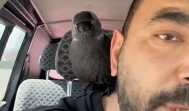 Karga önce sileceğe, sonra sürücünün omzuna kondu