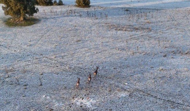Karla kaplı dağlarda koşuşturan geyikler dronla böyle kaydedildi