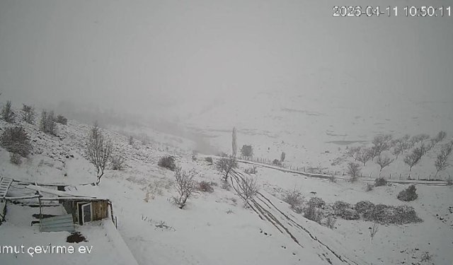 Köye inen kurt sürüsü kameraya yansıdı