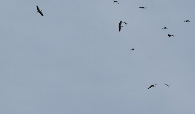 Kozan semalarında leyleklerin göç yolculuğu mest etti