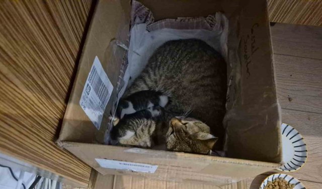 Lisenin maskot kedisi, yavrularını okula emanet etti