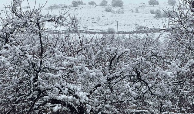 Malatya'da kayısı bahçeleri kar altında kaldı