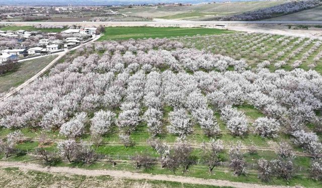 Malatya'da kayısıda iklim endişesi devam ediyor