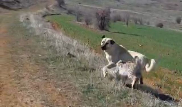 Malatya'da vaşak-köpek kavgası kamerada