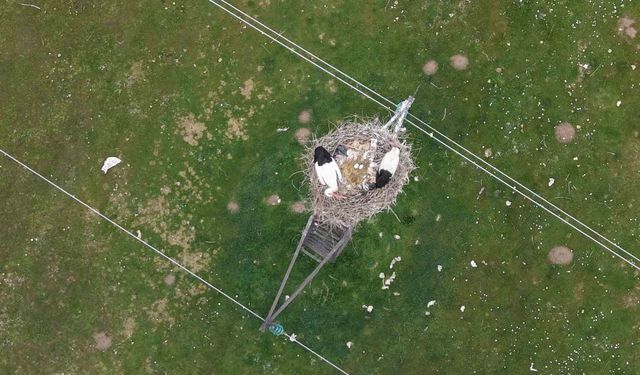 Muş Ovası'nda baharın habercisi leylekler kuluçkaya hazırlanıyor