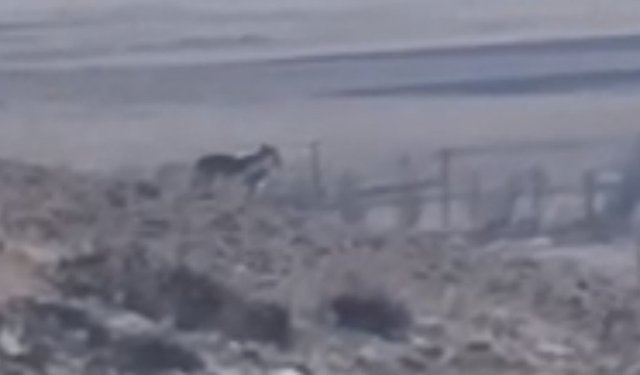 Özalp'te sürüye saldırmak için fırsat kollayan kurtlar görüntülendi