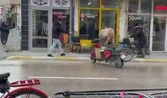 Sahibinin elinden kaçan inek bakın nereye girmeye çalıştı