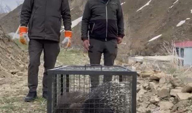 Tedavisi tamamlanan oklu kirpi doğaya salındı