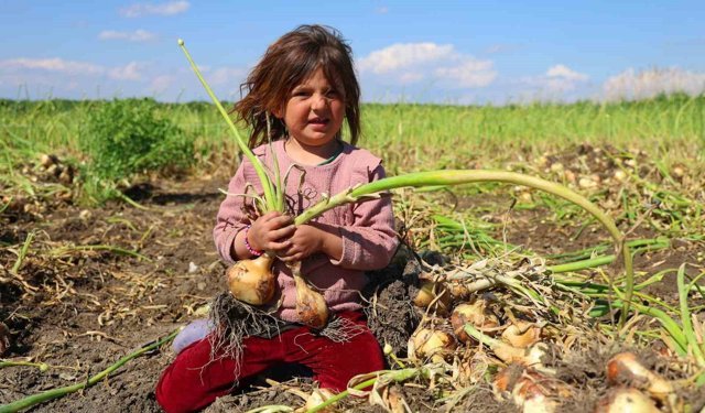 Turfanda soğanda hasat başladı, fiyatı arz-talep belirleyecek