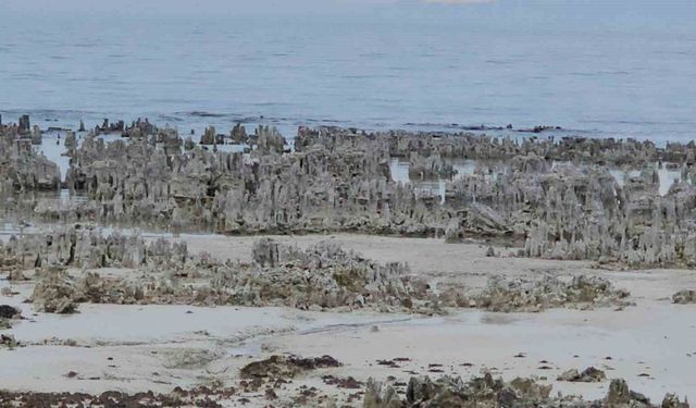 Van Gölü'nde kuraklık alarmı: Adilcevaz sahilinde mikrobiyalitler gün yüzüne çıktı