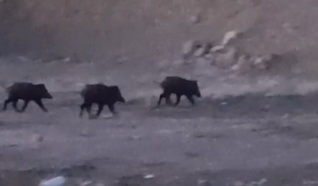 Yüksekova'da domuz sürüsü görüntülendi