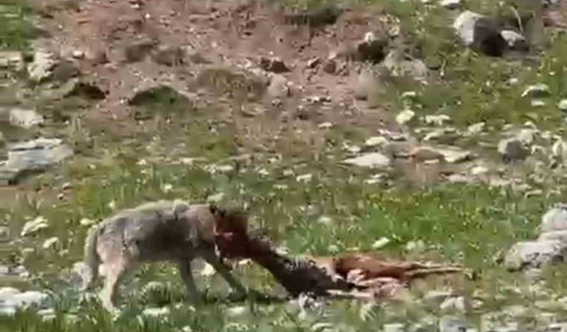 Bir yandan yakaladığı dağ keçisin yiyen kurt, diğer yandan havada süzülen akbabalar