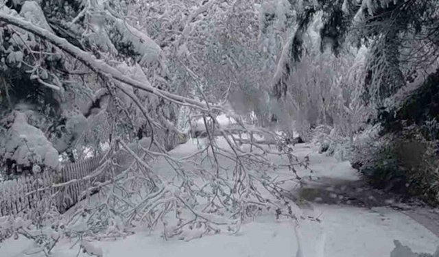 Bolu'da mayıs karı ağaç dallarını kırdı