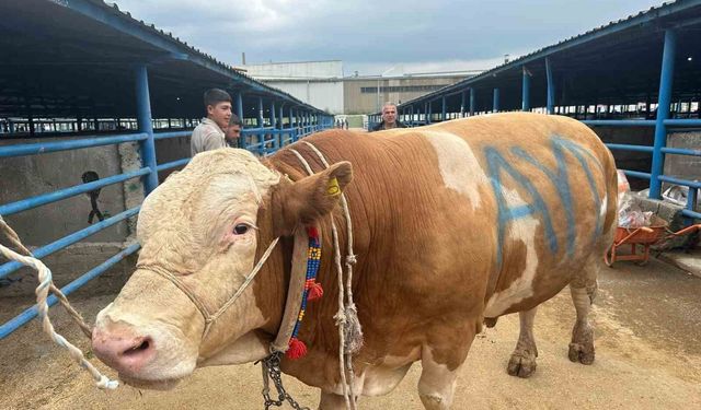 Bursa'da kurbanlık şampiyonu görücüye çıktı: Tam 1,2 ton