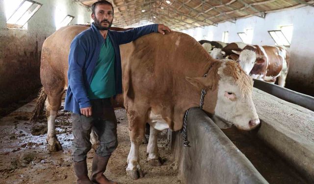 Elazığ'da 1 ton 200 kiloluk isimsiz tosun, alıcısını bekliyor