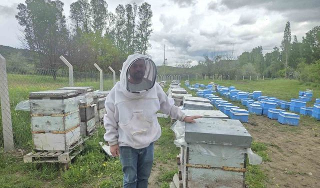 Hobi olarak 5 kovanla başladı, zamanla 250 kovana çıkardı