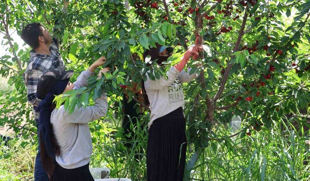 İspanyol kirazı Adana'dan Avrupa'ya ihraç ediliyor