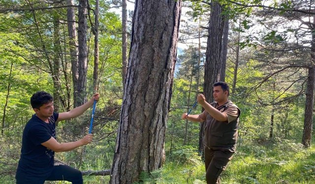 KBÜ'den küre dağları'nda kritik araştırma: İklim değişikliği ormanları nasıl etkiliyor