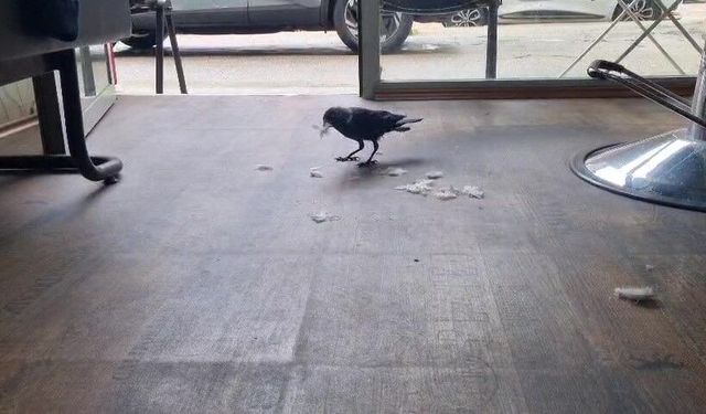 Kuaför çırağı karga