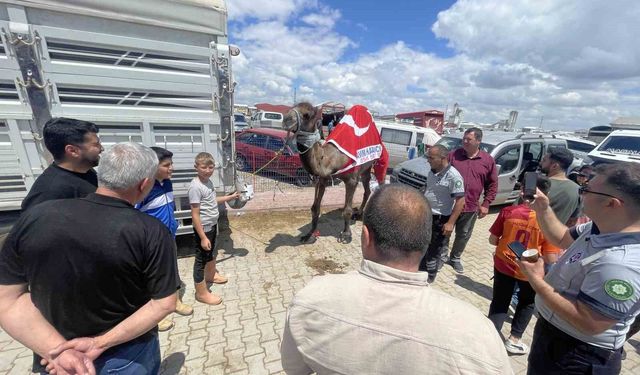 Kurban pazarının gözdesi deve 330 bin TL'ye satıldı