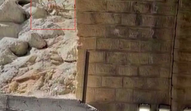 Malatya'da dağ keçileri görüntülendi