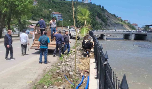 Saatlerce peşinden koştular: Kurbanlık dana ilçeyi birbirine kattı