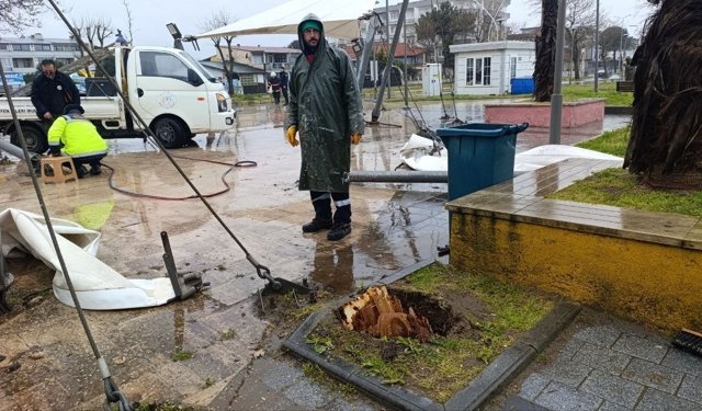 Sakarya'da 25 metrelik kavak ağacı şiddetli rüzgara dayanamadı