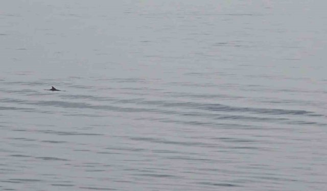 Tekirdağ açıklarında yunuslardan görsel şölen
