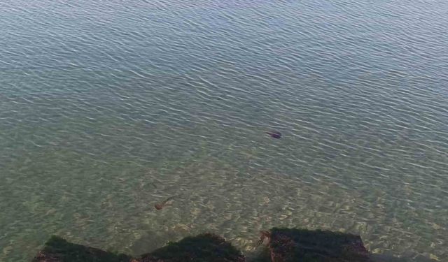 Zehirli pusula deniz anaları Tekirdağ sahilinde görüldü