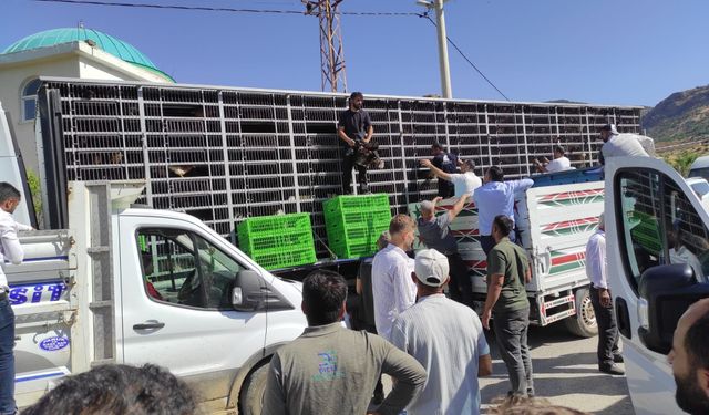 Sason’da 75 Üreticiye Hibeli Tavuk Desteği