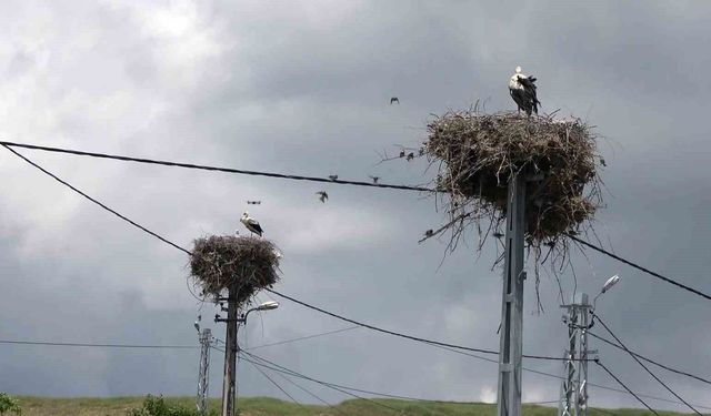 Adıyaman'ın Kızılcapınar Köyü leyleklerin barınma noktası