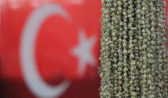 Amasyalı bamyacılar Uganda bamyasını ombdusmana şikayet etti