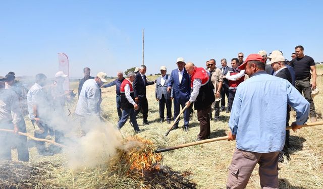 Asırlık lezzet firik bulgurunun hasadı başladı