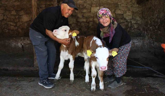 Buzağılarına hayranı oldukları şarkıcının ismini verdiler: 'Yıldız' ve 'Tilbe'