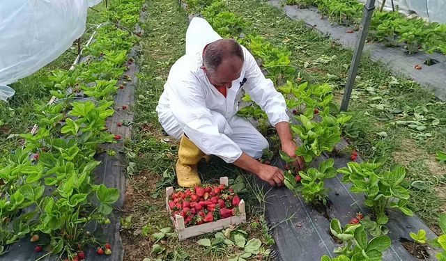 Devlet destekli 12 bin adet hibe çilek fidesiyle başladığı üretimde, ilk mahsulü aldı
