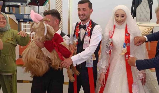 Düğünde altın değil keçi takıldı