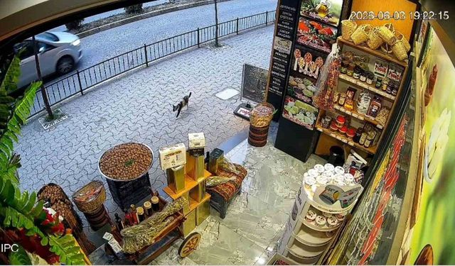 Giresun'da kedinin devirdiği çuvaldaki cevizleri yoldan geçen vatandaşlar topladı