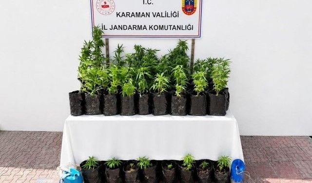 Karaman'da 2 bin 802 kök kenevir ele geçirildi