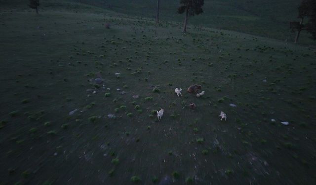 Kars'ta boz ayı ile köpeklerin kovalamacası dron kamerasına yansıdı