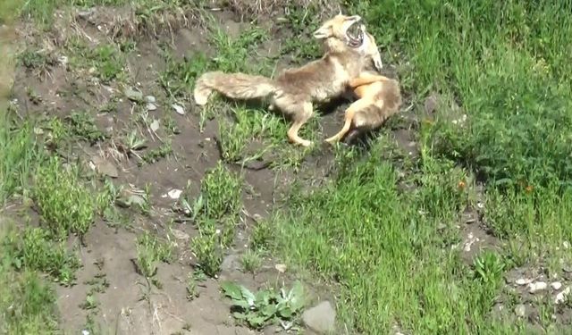 Kars'ta kızıl tilkilerin oyun ve güç gösterisi kamerada