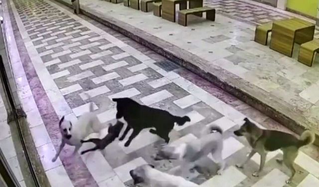 Kedinin tek başına 6 köpekle mücadele ettiği anlar kameraya yansıdı
