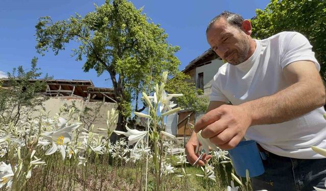Koruma altında olan akzambaklardan elde edilen yağının litre fiyatı 5 bin Euro'yu aştı