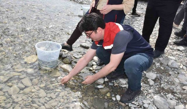 Sinop'ta 2 bin 500 mersin balığı denize salındı