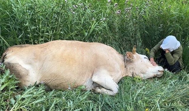 Uçurumdan düşerek telef olan ineğine sarılıp saatlerce ağladı