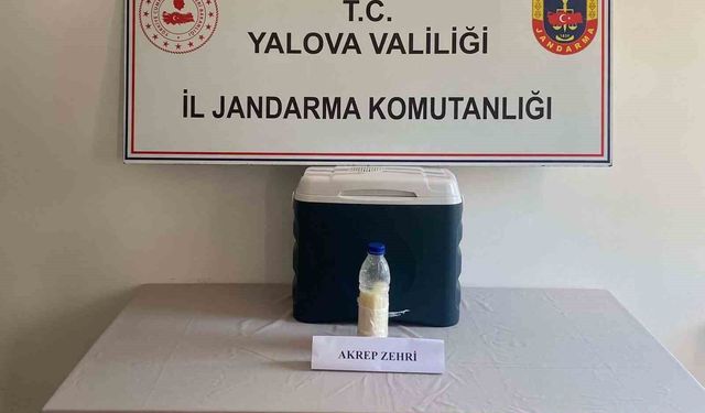 5 milyon dolarlık akrep zehri Yalova'da yakalandı