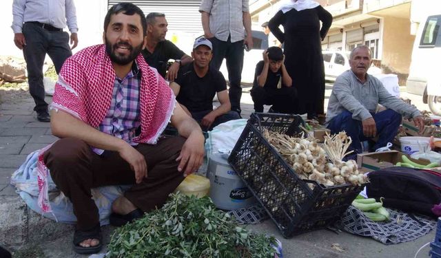 Batman'da doğal şifa mesaisi: Bahçelerden toplanan semizotu hem sağlık hem geçim kaynağı oldu
