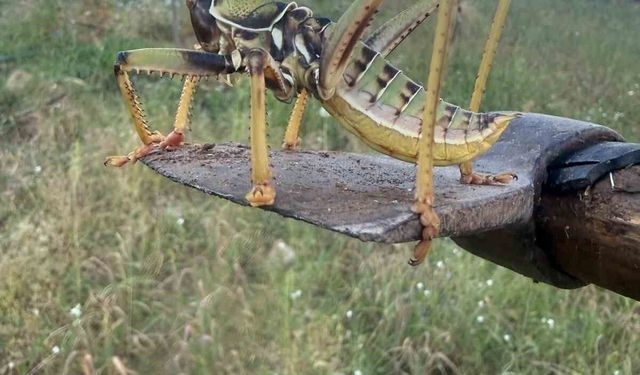 Batman'da etçil çekirge görüntülendi
